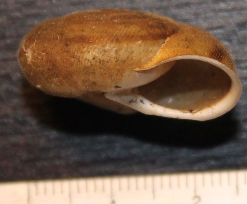 Chilostoma da identificare